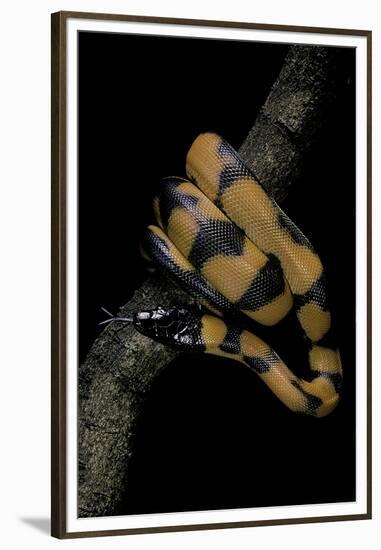 Bothrochilus Boa (Bismarck Ringed Python)-Paul Starosta-Framed Premium Photographic Print