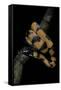Bothrochilus Boa (Bismarck Ringed Python)-Paul Starosta-Framed Stretched Canvas