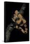 Bothrochilus Boa (Bismarck Ringed Python)-Paul Starosta-Framed Stretched Canvas