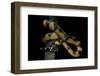 Bothrochilus Boa (Bismarck Ringed Python)-Paul Starosta-Framed Photographic Print