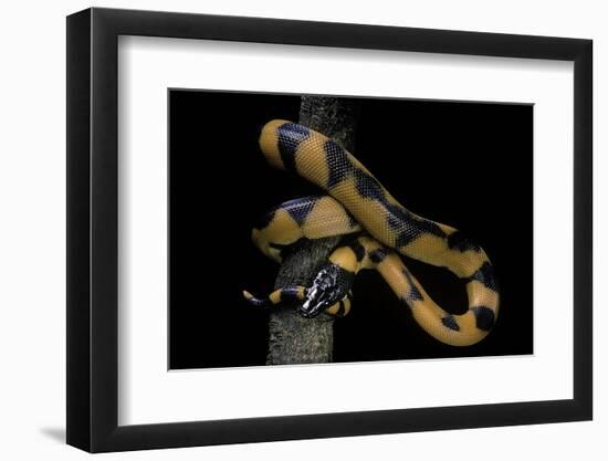 Bothrochilus Boa (Bismarck Ringed Python)-Paul Starosta-Framed Photographic Print