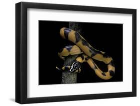 Bothrochilus Boa (Bismarck Ringed Python)-Paul Starosta-Framed Photographic Print