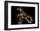 Bothrochilus Boa (Bismarck Ringed Python)-Paul Starosta-Framed Photographic Print