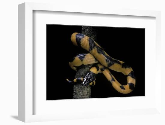 Bothrochilus Boa (Bismarck Ringed Python)-Paul Starosta-Framed Photographic Print