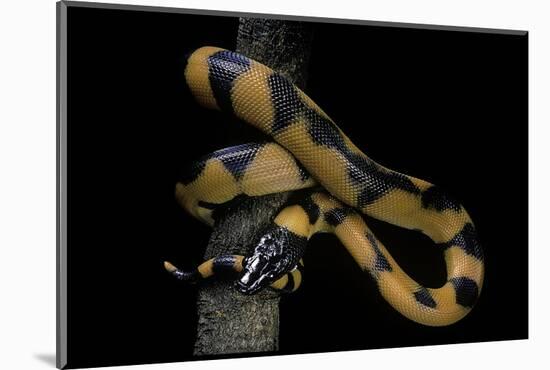 Bothrochilus Boa (Bismarck Ringed Python)-Paul Starosta-Mounted Photographic Print