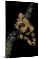 Bothrochilus Boa (Bismarck Ringed Python)-Paul Starosta-Mounted Photographic Print