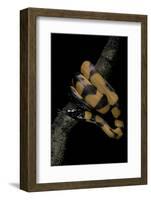 Bothrochilus Boa (Bismarck Ringed Python)-Paul Starosta-Framed Photographic Print