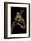 Bothrochilus Boa (Bismarck Ringed Python)-Paul Starosta-Framed Photographic Print