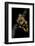 Bothrochilus Boa (Bismarck Ringed Python)-Paul Starosta-Framed Photographic Print