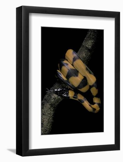 Bothrochilus Boa (Bismarck Ringed Python)-Paul Starosta-Framed Photographic Print