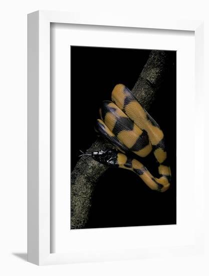 Bothrochilus Boa (Bismarck Ringed Python)-Paul Starosta-Framed Photographic Print