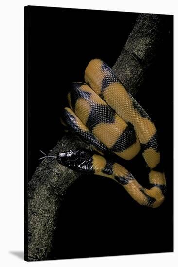 Bothrochilus Boa (Bismarck Ringed Python)-Paul Starosta-Stretched Canvas