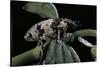 Bothynoderes Affinis (Weevil)-Paul Starosta-Stretched Canvas