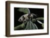 Bothynoderes Affinis (Weevil)-Paul Starosta-Framed Photographic Print