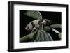 Bothynoderes Affinis (Weevil)-Paul Starosta-Framed Photographic Print