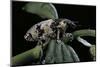 Bothynoderes Affinis (Weevil)-Paul Starosta-Mounted Photographic Print