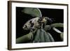 Bothynoderes Affinis (Weevil)-Paul Starosta-Framed Photographic Print