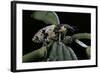 Bothynoderes Affinis (Weevil)-Paul Starosta-Framed Photographic Print