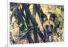 Botswana. African Wild Dog Looks Out from its Resting Place in the Shade-Inger Hogstrom-Framed Photographic Print