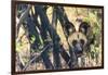 Botswana. African Wild Dog Looks Out from its Resting Place in the Shade-Inger Hogstrom-Framed Photographic Print