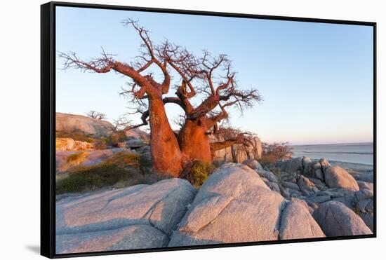 Botswana, Baobab Trees of Kubu Island Within Kalahari Desert-Paul Souders-Framed Stretched Canvas