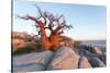 Botswana, Baobab Trees of Kubu Island Within Kalahari Desert-Paul Souders-Stretched Canvas