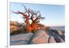 Botswana, Baobab Trees of Kubu Island Within Kalahari Desert-Paul Souders-Framed Premium Photographic Print