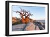 Botswana, Baobab Trees of Kubu Island Within Kalahari Desert-Paul Souders-Framed Photographic Print