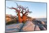 Botswana, Baobab Trees of Kubu Island Within Kalahari Desert-Paul Souders-Mounted Photographic Print