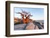 Botswana, Baobab Trees of Kubu Island Within Kalahari Desert-Paul Souders-Framed Photographic Print