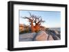 Botswana, Baobab Trees of Kubu Island Within Kalahari Desert-Paul Souders-Framed Photographic Print