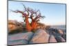 Botswana, Baobab Trees of Kubu Island Within Kalahari Desert-Paul Souders-Mounted Photographic Print