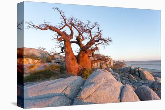 Botswana, Baobab Trees of Kubu Island Within Kalahari Desert-Paul Souders-Stretched Canvas