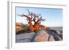 Botswana, Baobab Trees of Kubu Island Within Kalahari Desert-Paul Souders-Framed Photographic Print