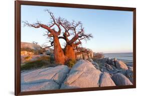 Botswana, Baobab Trees of Kubu Island Within Kalahari Desert-Paul Souders-Framed Photographic Print