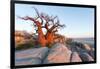 Botswana, Baobab Trees of Kubu Island Within Kalahari Desert-Paul Souders-Framed Photographic Print