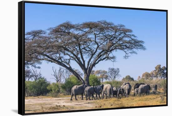 Botswana. Breeding Herd of Elephants Gathering under an Acacia Tree-Inger Hogstrom-Framed Stretched Canvas