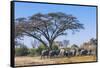 Botswana. Breeding Herd of Elephants Gathering under an Acacia Tree-Inger Hogstrom-Framed Stretched Canvas