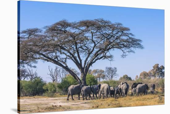 Botswana. Breeding Herd of Elephants Gathering under an Acacia Tree-Inger Hogstrom-Stretched Canvas