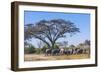 Botswana. Breeding Herd of Elephants Gathering under an Acacia Tree-Inger Hogstrom-Framed Photographic Print