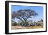 Botswana. Breeding Herd of Elephants Gathering under an Acacia Tree-Inger Hogstrom-Framed Photographic Print