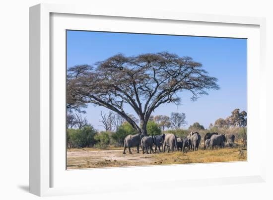 Botswana. Breeding Herd of Elephants Gathering under an Acacia Tree-Inger Hogstrom-Framed Photographic Print