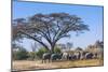 Botswana. Breeding Herd of Elephants Gathering under an Acacia Tree-Inger Hogstrom-Mounted Photographic Print