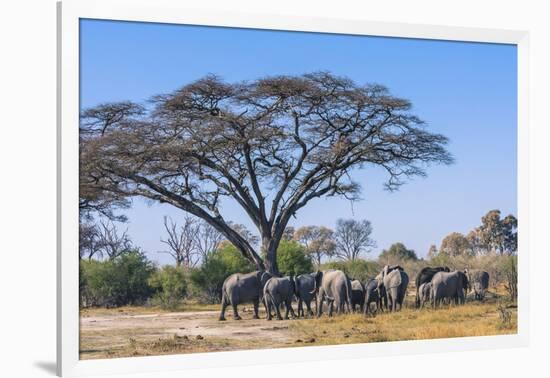 Botswana. Breeding Herd of Elephants Gathering under an Acacia Tree-Inger Hogstrom-Framed Photographic Print