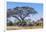 Botswana. Breeding Herd of Elephants Gathering under an Acacia Tree-Inger Hogstrom-Framed Photographic Print