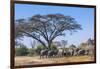 Botswana. Breeding Herd of Elephants Gathering under an Acacia Tree-Inger Hogstrom-Framed Photographic Print