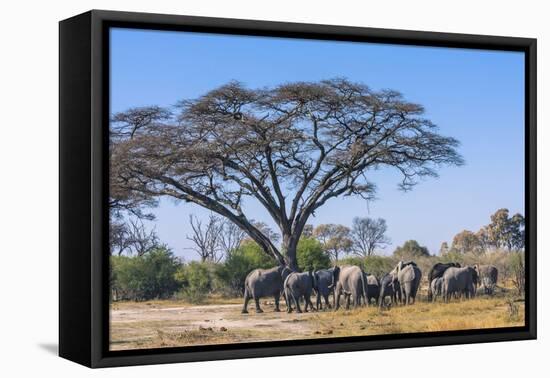 Botswana. Breeding Herd of Elephants Gathering under an Acacia Tree-Inger Hogstrom-Framed Stretched Canvas