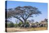 Botswana. Breeding Herd of Elephants Gathering under an Acacia Tree-Inger Hogstrom-Stretched Canvas