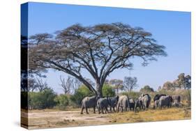 Botswana. Breeding Herd of Elephants Gathering under an Acacia Tree-Inger Hogstrom-Stretched Canvas