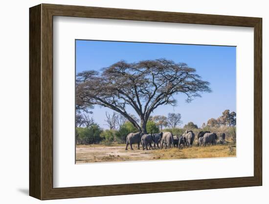 Botswana. Breeding Herd of Elephants Gathering under an Acacia Tree-Inger Hogstrom-Framed Photographic Print